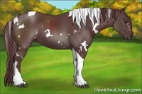 Horse Color:White Spotted Chocolate Black Tobiano 