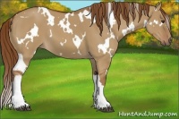 Horse Color:White Spotted Red Dun 