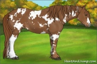 Horse Color:White Spotted Chestnut 