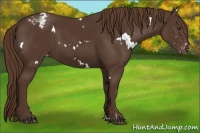 Horse Color:White Spotted Liver Chestnut Appaloosa 