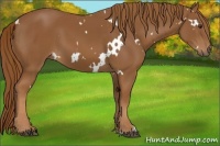 Horse Color:White Spotted Chestnut