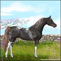 Horse Color:Liver Chestnut Tobiano Rabicano 