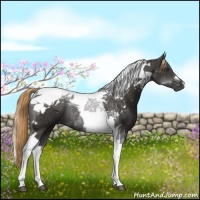 Horse Color:Liver Chestnut Tobiano Rabicano 