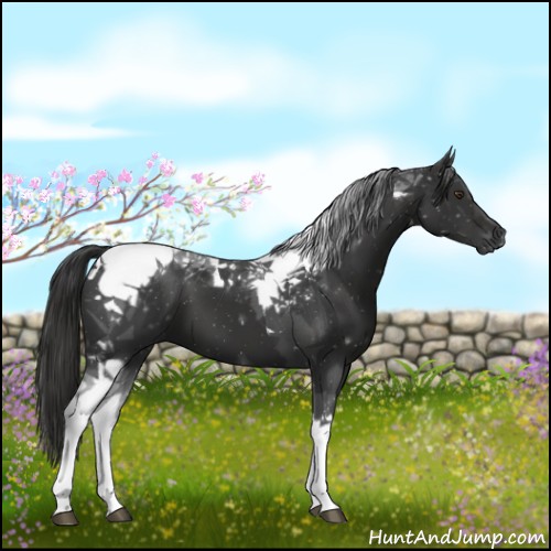 Horse Color:Liver Chestnut Tobiano 