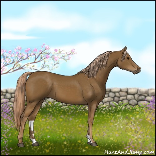 Horse Color:Chocolate Palomino 