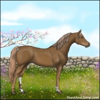 Horse Color:Chocolate Palomino 