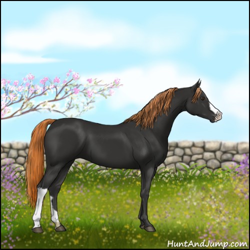 Horse Color:Liver Chestnut 