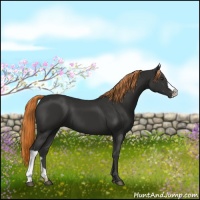 Horse Color:Liver Chestnut 