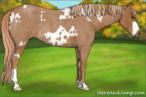 Horse Color:Red Roan Splash Near Leopard  and Red Roan 