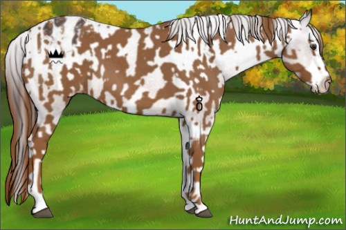 Horse Color:Red Roan Varnish  and Bay Roan Splash Frame Blanket 
