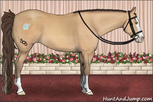 Horse Color:Amber Champagne Splash