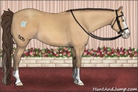 Horse Color:Amber Champagne Splash 