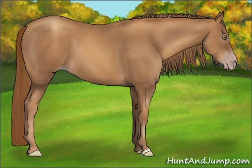 Horse Color:Gray Gold Champagne 