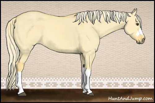 Horse Color:Palomino Dun
