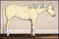 Horse Color:Palomino Dun 