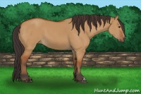 Horse Color:Bay Dun