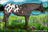 Horse Color:Liver Chestnut Appaloosa 