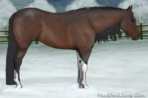 Horse Color:Bay Roan Tobiano 