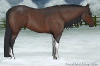 Horse Color:Bay Roan Tobiano