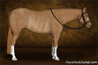 Horse Color:Chestnut Rabicano 