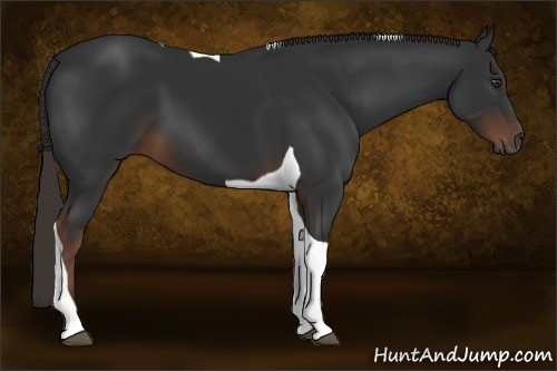 Horse Color:Gray Liver Chestnut Tobiano