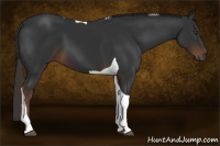 Horse Color:Gray Liver Chestnut Tobiano