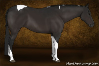 Horse Color:Gray Bay Tobiano 