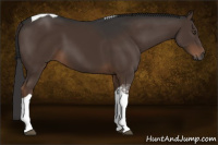 Horse Color:Gray Liver Chestnut Tobiano