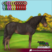 Horse Color:Liver Chestnut 