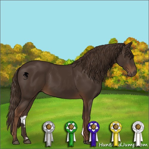 Horse Color:Liver Chestnut 