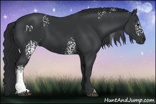 Horse Color:White Spotted Black
