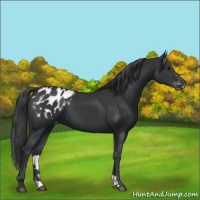 Horse Color:Black Appaloosa 