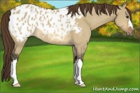 Horse Color:Bay Dun Blanket 