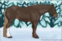 Horse Color:Liver Chestnut 
