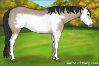 Horse Color:Bay Dun Splash Frame