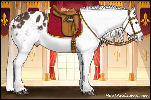 Horse Color:Liver Chestnut Appaloosa 