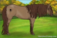 Horse Color:Liver Red Dun 