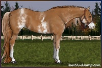 Horse Color:White Spotted Chestnut 