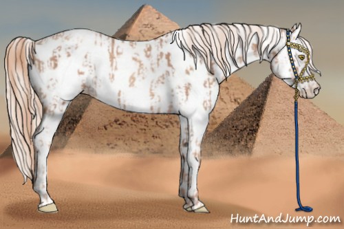 Horse Color:Gold Champagne Appaloosa  and Gold Cream Champagne Appaloosa 