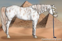 Horse Color:Gold Champagne Appaloosa  and Gold Cream Champagne Appaloosa 