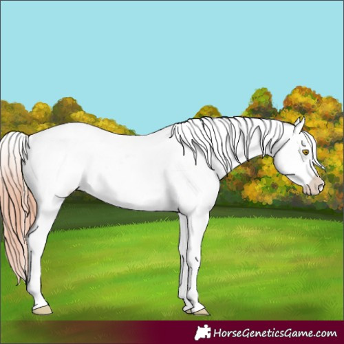 Horse Color:Amber Champagne Leopard and Amber Champagne Near Leopard