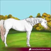 Horse Color:Amber Champagne Leopard  and Amber Champagne Near Leopard 