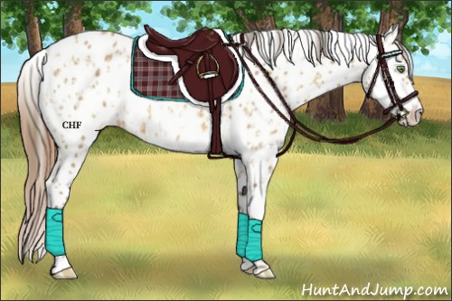 Horse Color:Amber Cream Champagne Leopard and Amber Cream Champagne Leopard