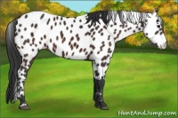Horse Color:Brown Appaloosa