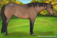 Horse Color:Buckskin Roan 