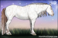 Horse Color:Amber Champagne Dun Appaloosa  and Amber Champagne Dun Appaloosa 