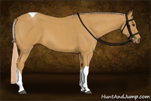 Horse Color:Palomino Roan Tobiano 