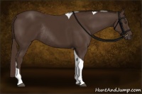 Horse Color:Liver Chestnut Tobiano Rabicano 
