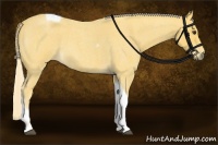 Horse Color:Palomino Roan Tobiano