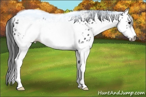 Horse Color:White Spotted Blue Roan Splash Frame Appaloosa 